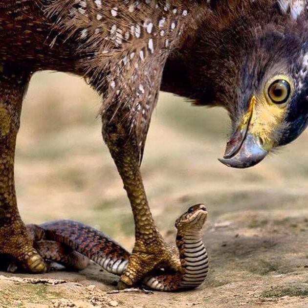 Celebrating The Demise Of The Evil Python