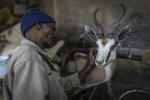 S.African taxidermists fret at UK hunting trophy ban - Vimarsana News