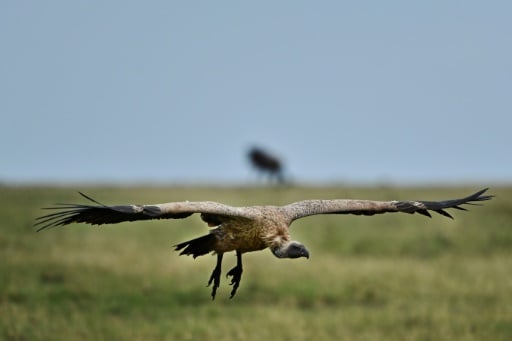 Vulture Safe Zone Alliance launched in Southern Africa