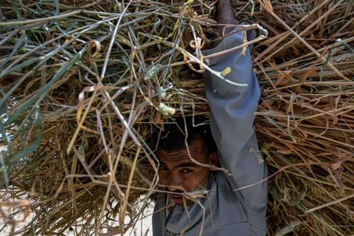Egypt farmers hit by Iran war price surge