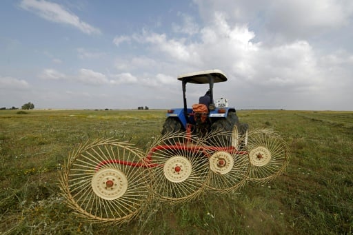 Morocco farmers saw hope in rain, but Mideast war inflates pr