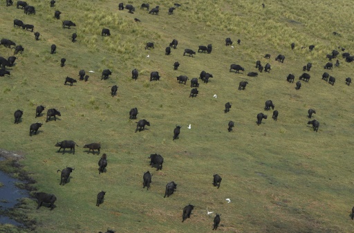 Lions suspected in drowning of 400 buffaloes in Botswana