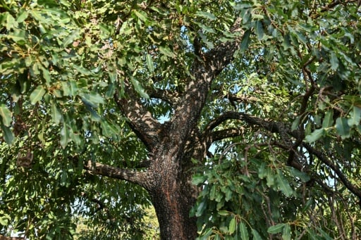 Sellers under strain in Ivory Coast's struggling shea industry