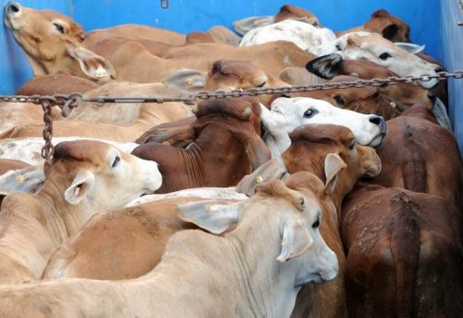 Australia Halts Cattle Exports To Egypt 3813