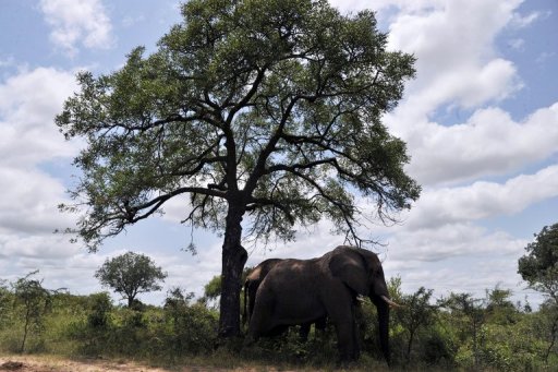 C. Africa's forest rangers in rebels' line of fire