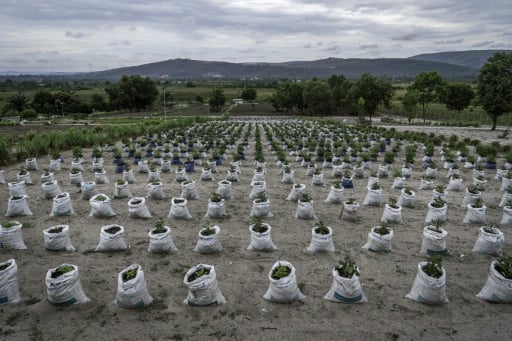 DRC farmers seek to feed Kinshasa, despite multiple obstacles