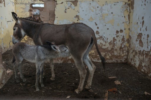 Botswana bans export of donkey products