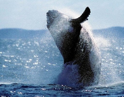 Breaching whale lands on boat in S. Africa