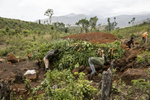 Villagers step up to halt Sierra Leone deforestation