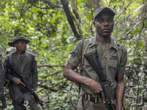 Nigeria turns illegal loggers, poachers into park rangers