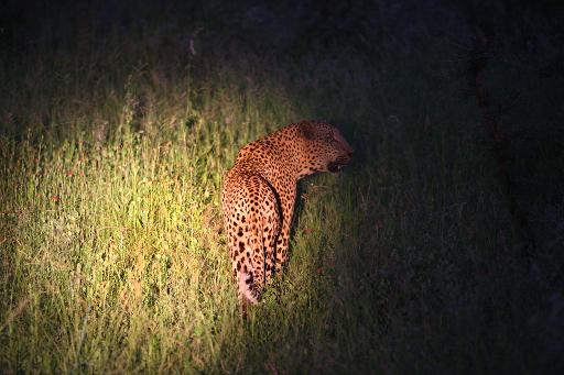Escaped leopard mauls man near S. Africa national park