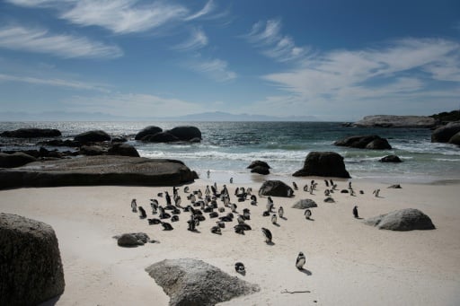 Study says African penguins starved en masse off South Afric...