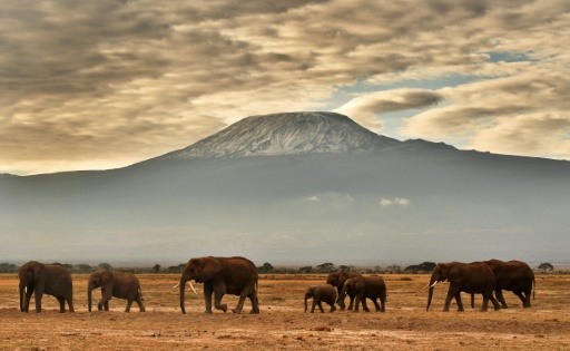 Tim, Kenya's largest elephant dies at Amboseli aged 50 - See
