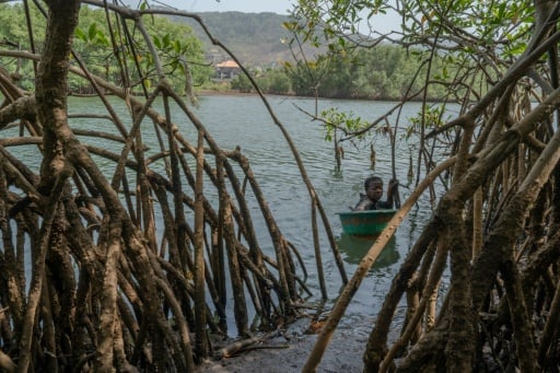 Mangrove loss threatens Sierra Leone's oyster harvesters