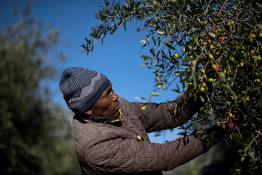 S.Africa presses for recognition of its high-end olive oil - Vimarsana News