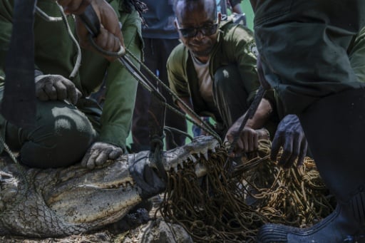 Kenya steps up crocodile hunt as rising lakes fuel conflict