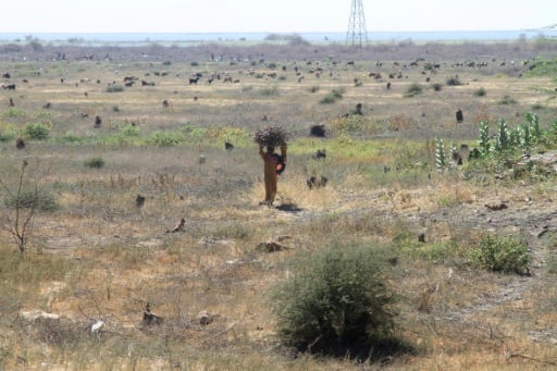 Sudan's historic acacia forest devastated as war fuels loggin