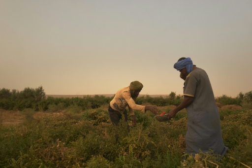 In the heart of Mauritania's desert, a green oasis cultivates equality