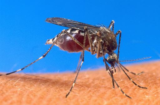 What Is The Best Diagnosis For Malaria