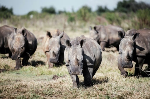Rhino poaching doubles in South Africa's Kruger park