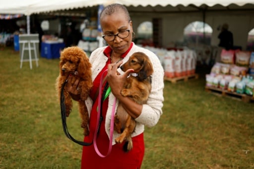Paws on parade: Nairobi's dogs dazzle at 'Pawchella'