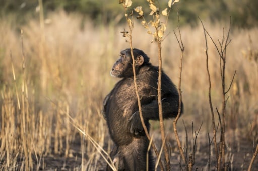 Senegal's spear-wielding savannah chimps yield clues on human