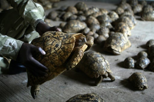 Kenya's reptile pet trade surges as species decline: report