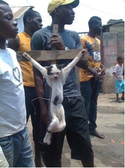 Society for animal protection decries crucifixion of a cat