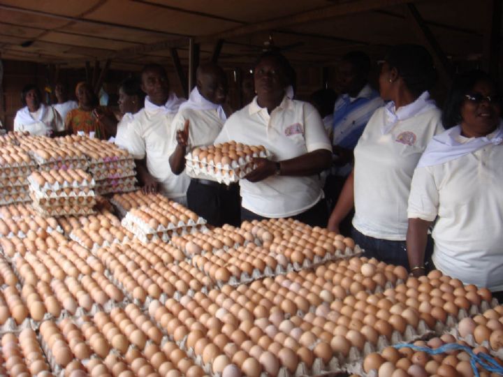 Egg sellers reenergized to grow poultry industry