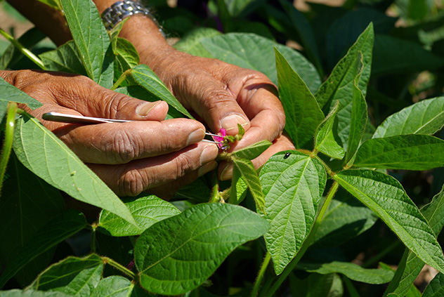 Misconceptions About The Plant Breeders Rights System