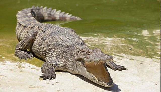 A Florida first: Crocodile attacks couple during late-night dip