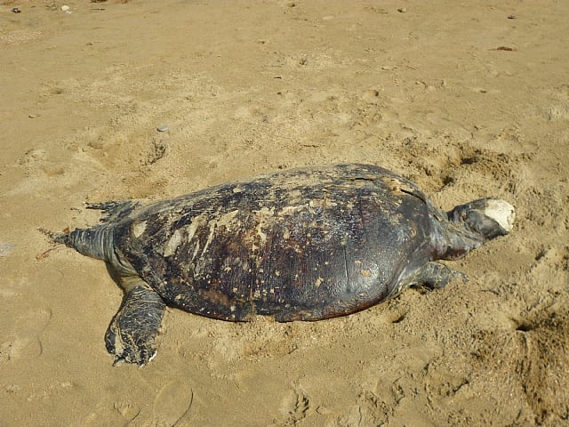 Nuclear Infested Turtle Experts term Sea Pollution an Atom bomb for Green Turtles species!