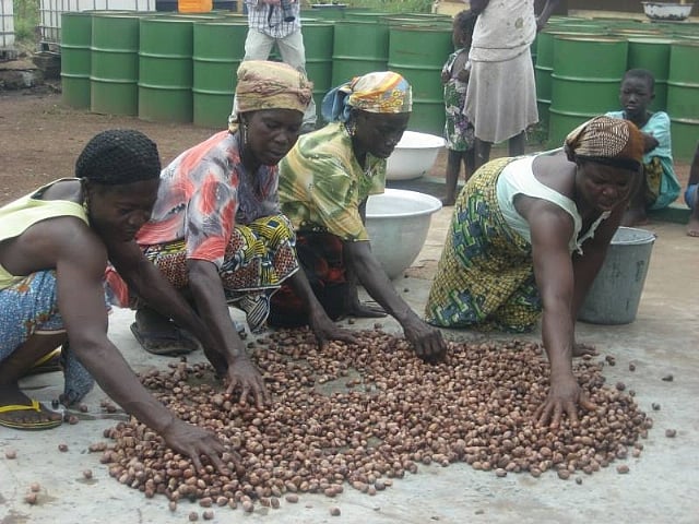 Women in shea nut trade back to brisk business