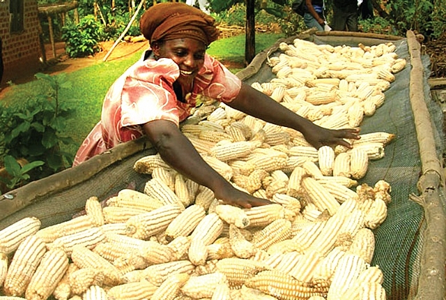 Maize Busa Busa women farmers introduced to agronomic practices