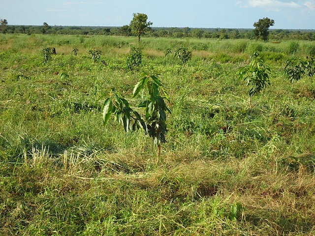 ADRA to research into mango 'fruit dropping'