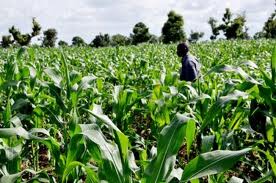 Hopeful Futures: The Link Between Agriculture and Deradicalization