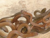 Causes Of Snake Starvation In Captivity photo