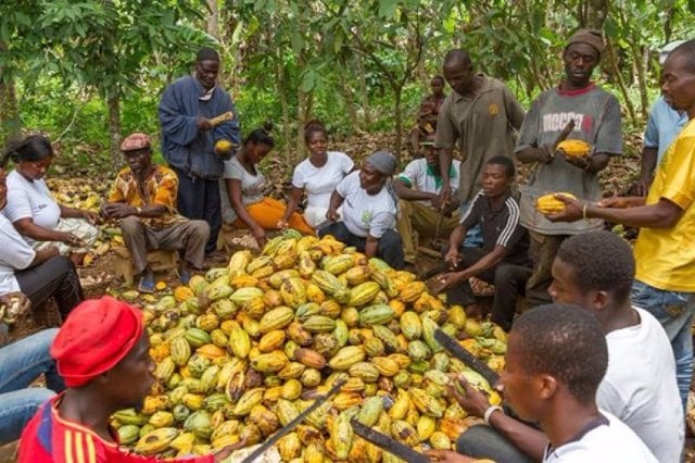 Licensed buying company introduce cocoa farmers to alternative livelihood