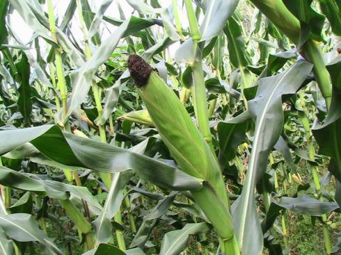 Nigeria releases first generation of herbicide-resistant hybrids