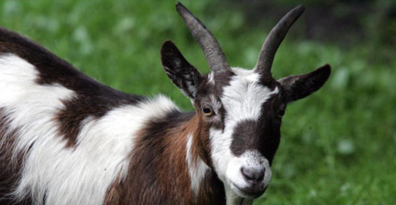 Zimbabweans To Pay School Fees With ‘Goats And Sheep’