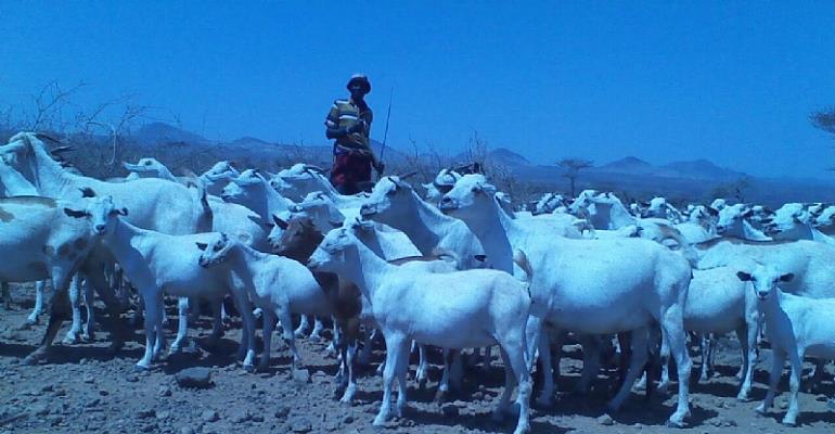 Drought And Resilience In East Africa...How Farmers And Pastoralists Are Fighting Famine