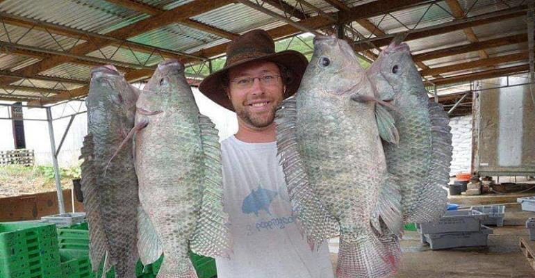 Cheap Chinese Tilapia, High Cost Of Production Collapsing Local Tilapia Business