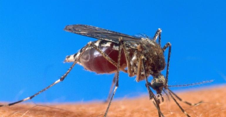 First large-scale malaria vaccine trials for Africa