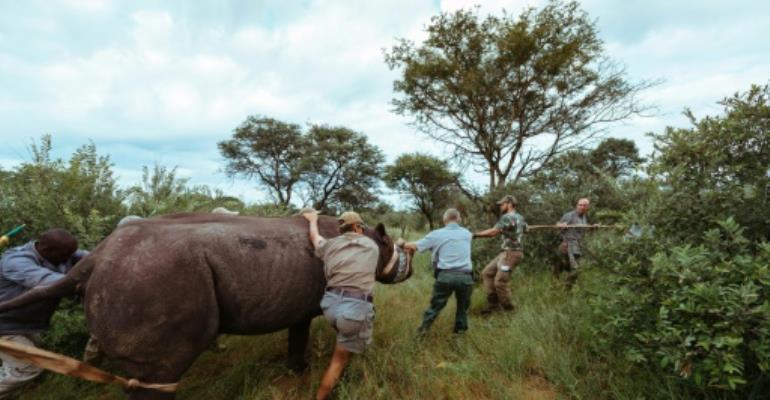 Rhino kills conservationist in Rwanda