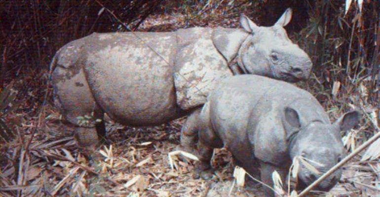 Endangered species poached in protected areas: WWF