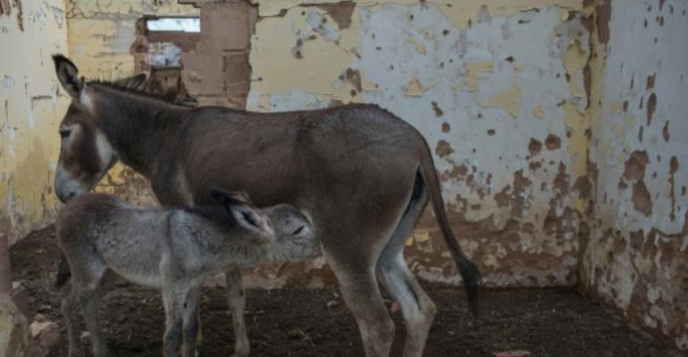 Botswana bans export of donkey products