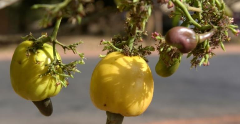 Guinea-Bissau reaps reward as world goes nuts for cashews