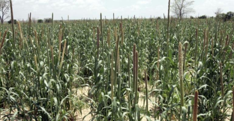 Senegalese \'miracle grain\' could see Sahel prosper: TED