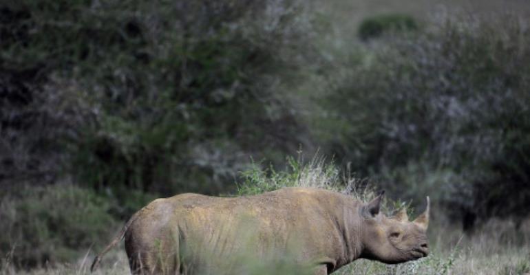 Black rhinos to come back home to Rwanda