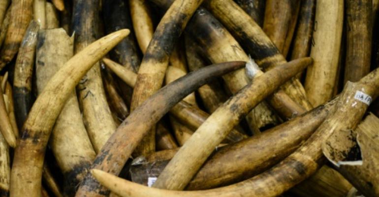 Chinese buyers fuelling ivory surge in Laos, report says